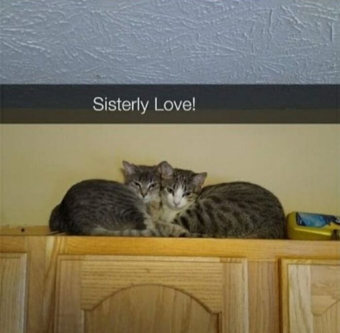 139 Adorable And Wholesome Cat Pics And Stories