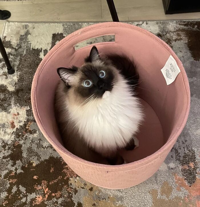 139 Adorable And Wholesome Cat Pics And Stories