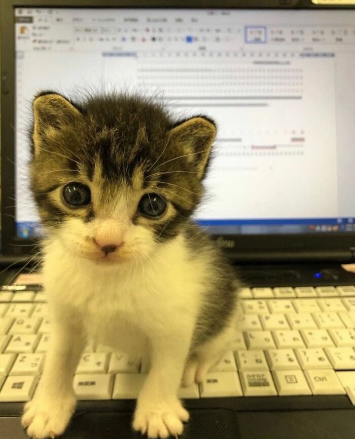 139 Adorable And Wholesome Cat Pics And Stories