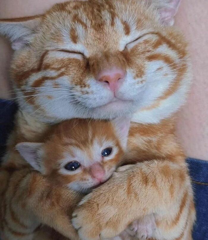 139 Adorable And Wholesome Cat Pics And Stories