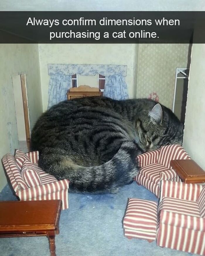 139 Adorable And Wholesome Cat Pics And Stories