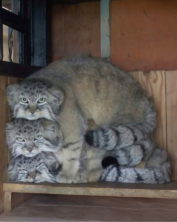 139 Adorable And Wholesome Cat Pics And Stories
