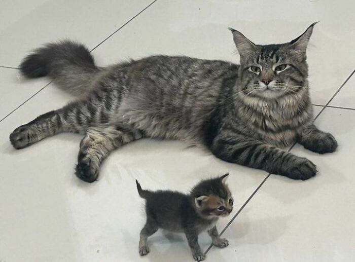 139 Adorable And Wholesome Cat Pics And Stories