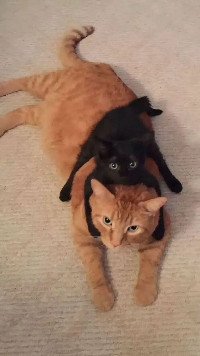 139 Adorable And Wholesome Cat Pics And Stories