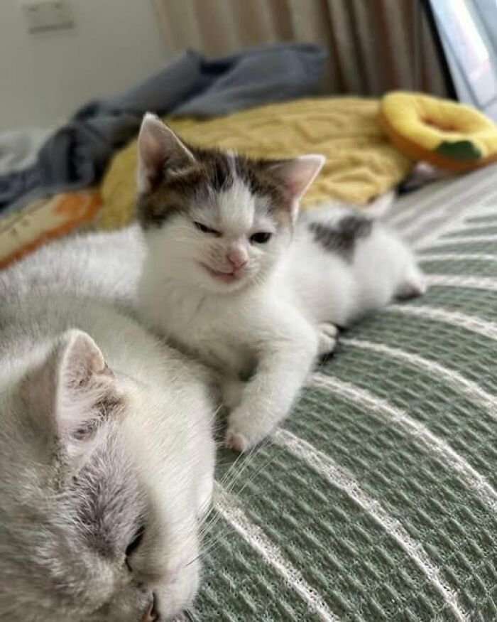 139 Adorable And Wholesome Cat Pics And Stories