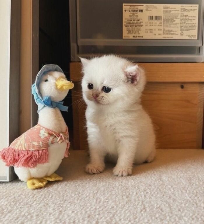 139 Adorable And Wholesome Cat Pics And Stories