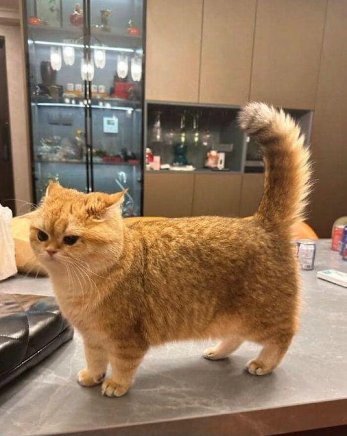 139 Adorable And Wholesome Cat Pics And Stories