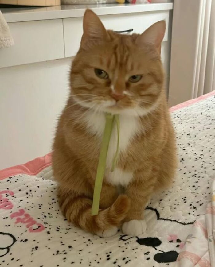139 Adorable And Wholesome Cat Pics And Stories