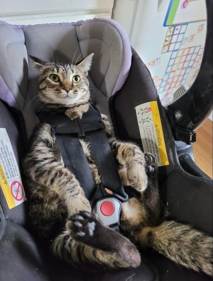 139 Adorable And Wholesome Cat Pics And Stories