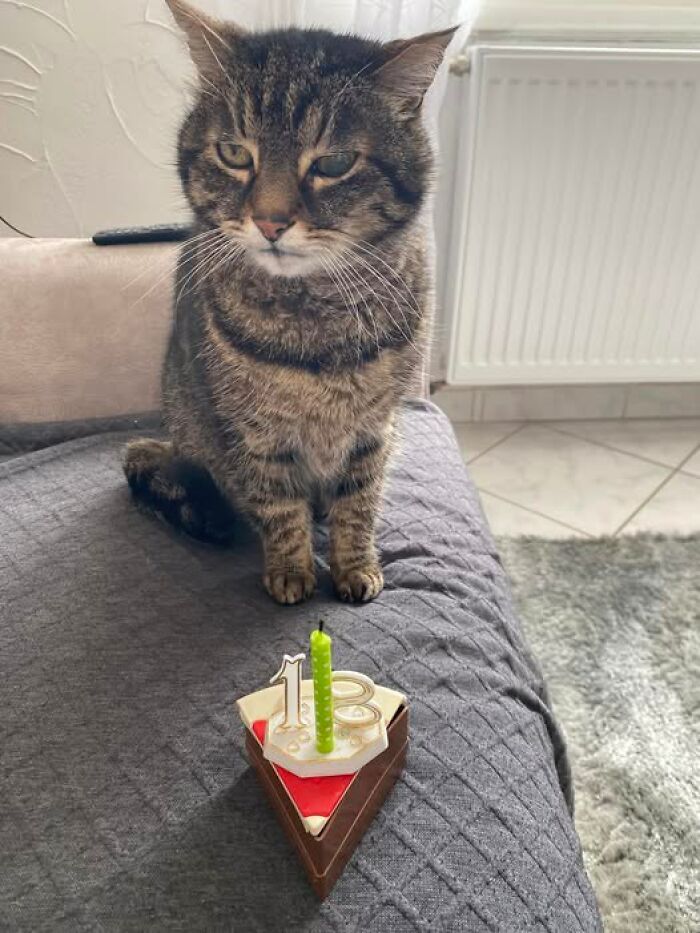 139 Adorable And Wholesome Cat Pics And Stories