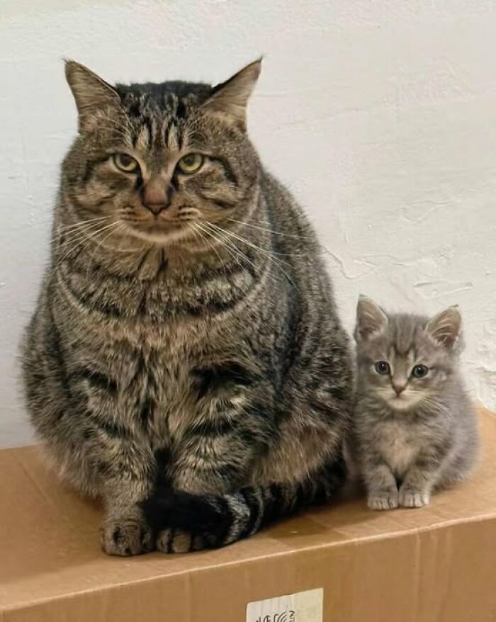 139 Adorable And Wholesome Cat Pics And Stories