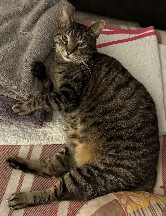 139 Adorable And Wholesome Cat Pics And Stories