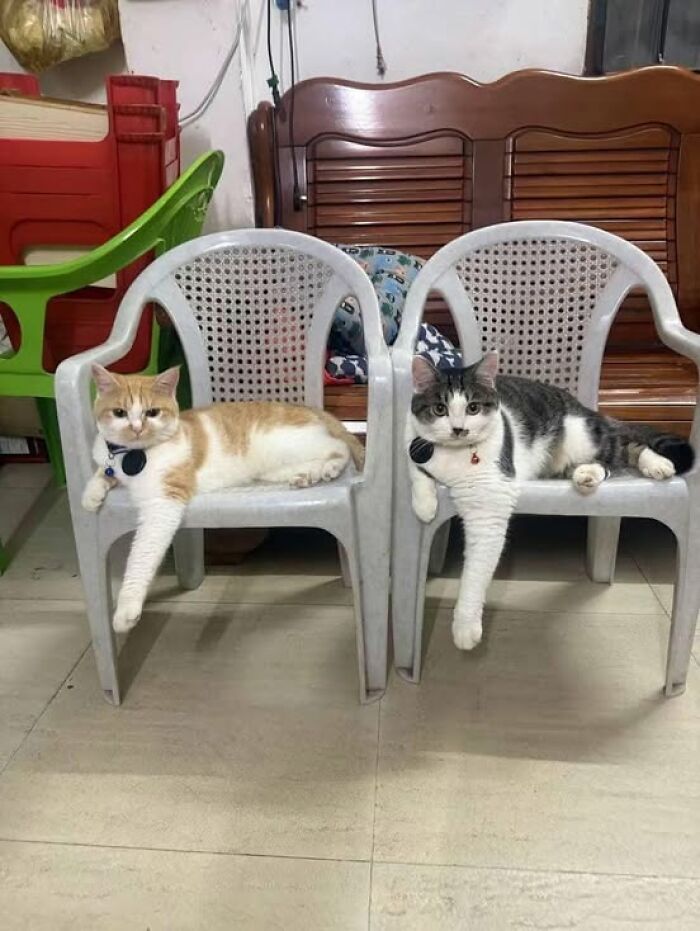 139 Adorable And Wholesome Cat Pics And Stories