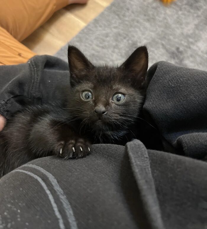 139 Adorable And Wholesome Cat Pics And Stories