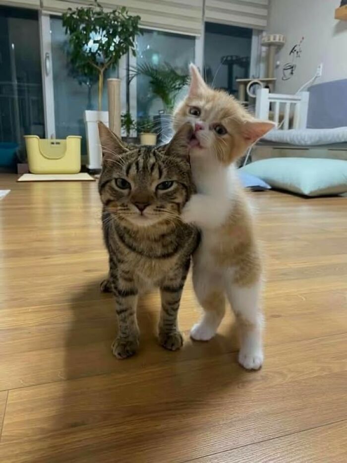 139 Adorable And Wholesome Cat Pics And Stories