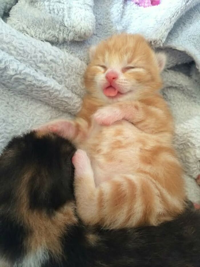 139 Adorable And Wholesome Cat Pics And Stories