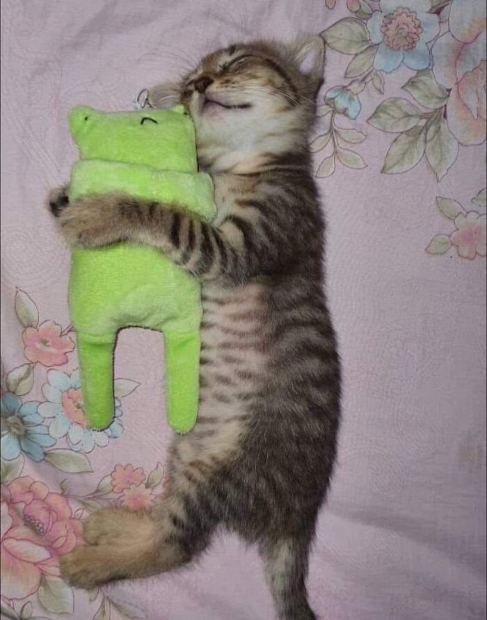 139 Adorable And Wholesome Cat Pics And Stories