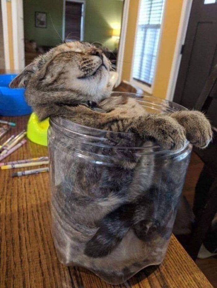 139 Adorable And Wholesome Cat Pics And Stories
