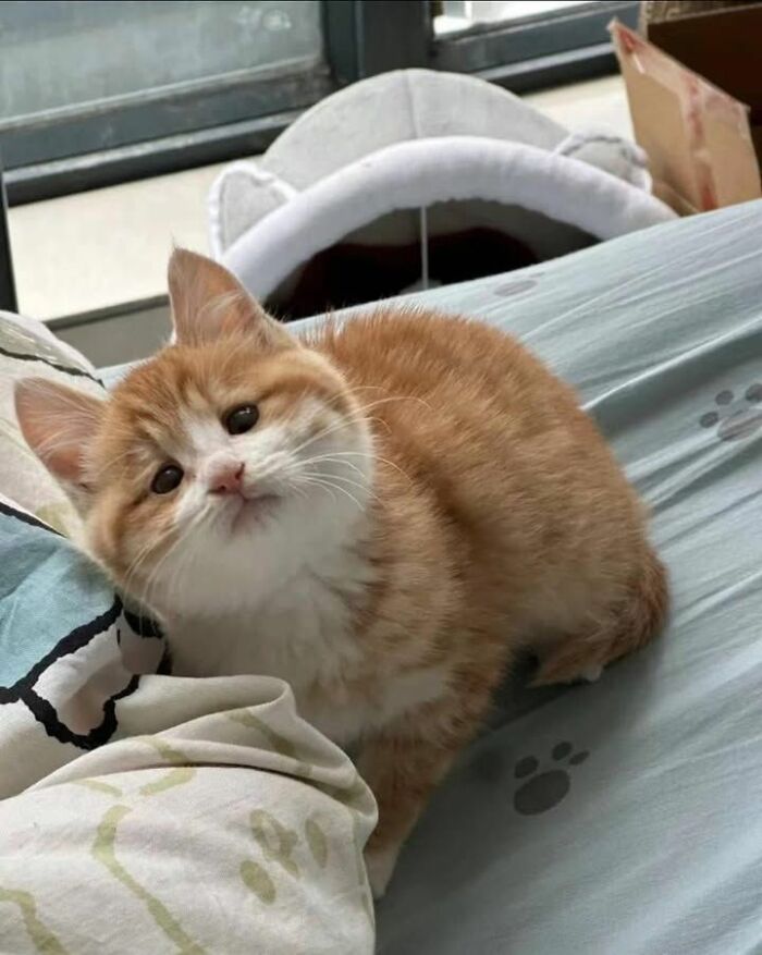 139 Adorable And Wholesome Cat Pics And Stories