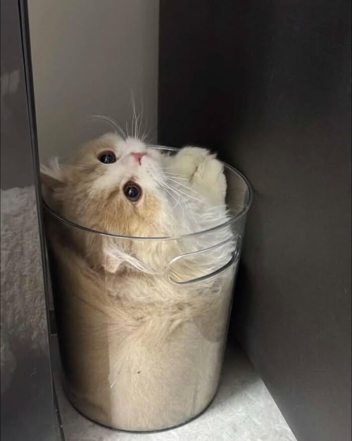 139 Adorable And Wholesome Cat Pics And Stories