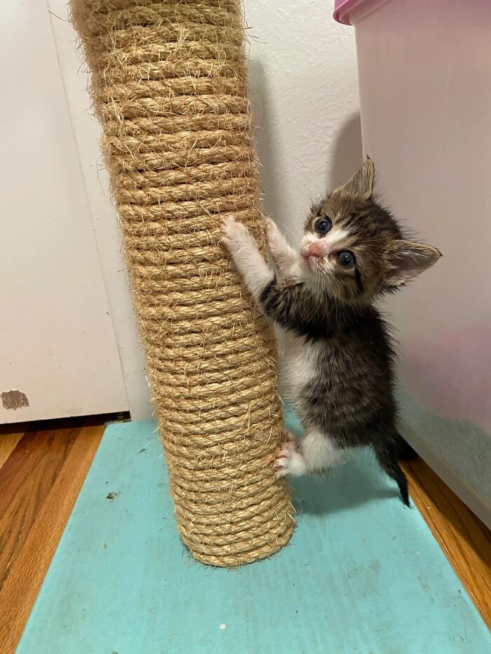 139 Adorable And Wholesome Cat Pics And Stories