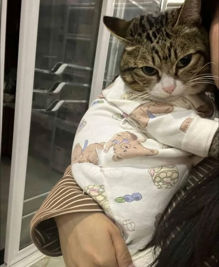 139 Adorable And Wholesome Cat Pics And Stories