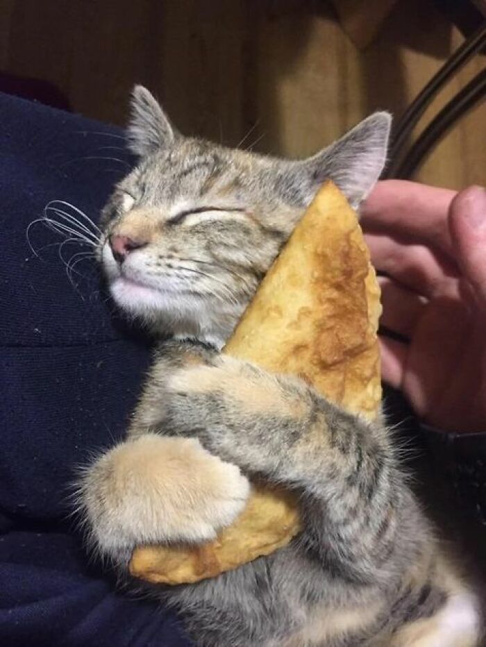 139 Adorable And Wholesome Cat Pics And Stories