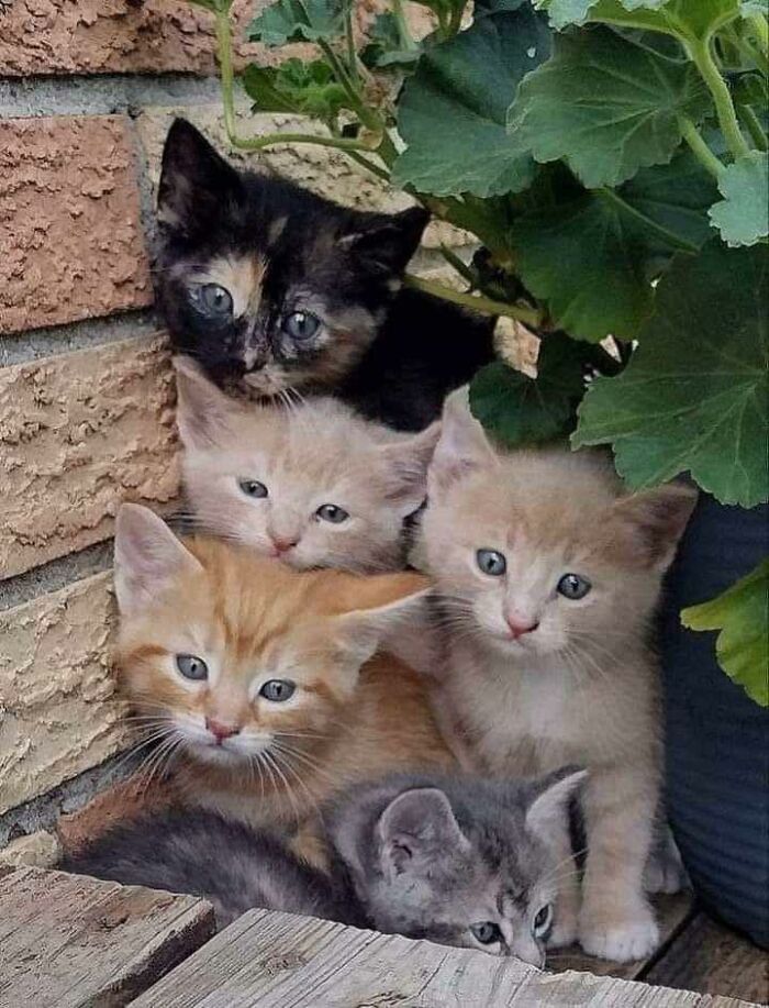 139 Adorable And Wholesome Cat Pics And Stories