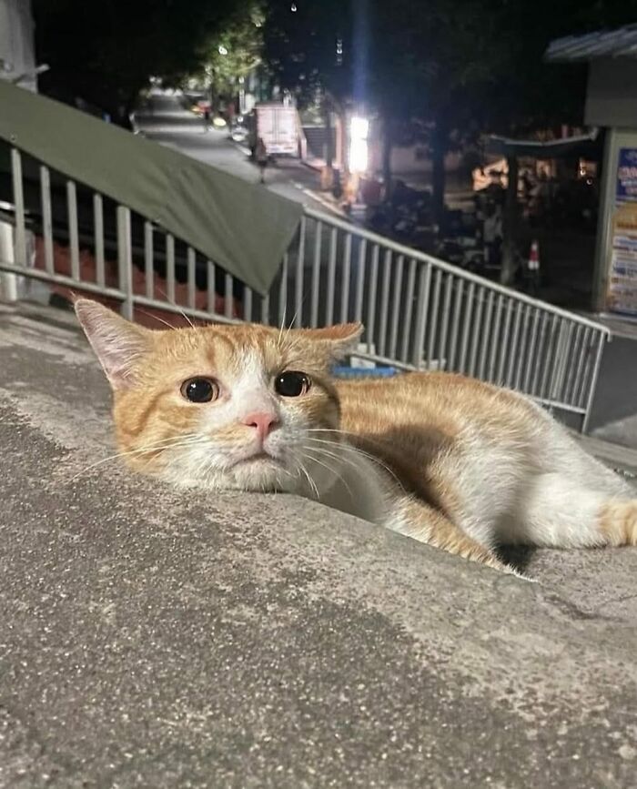 139 Adorable And Wholesome Cat Pics And Stories