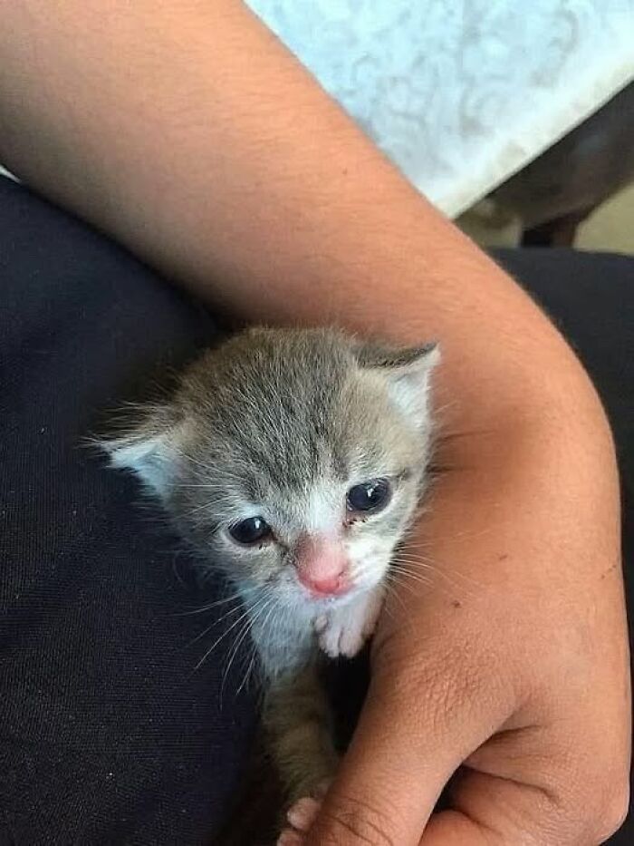 139 Adorable And Wholesome Cat Pics And Stories