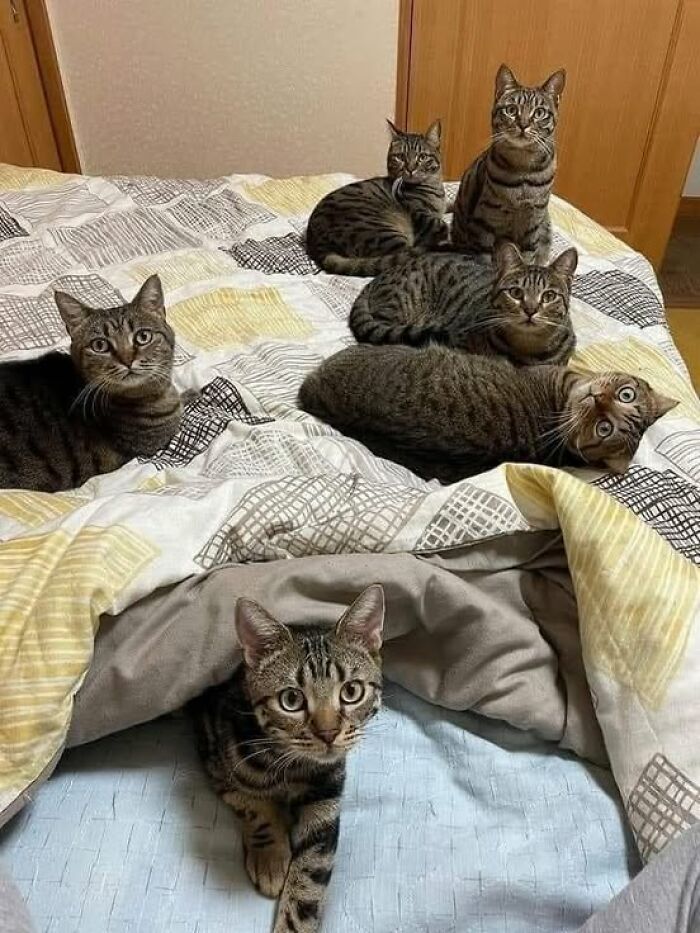 139 Adorable And Wholesome Cat Pics And Stories