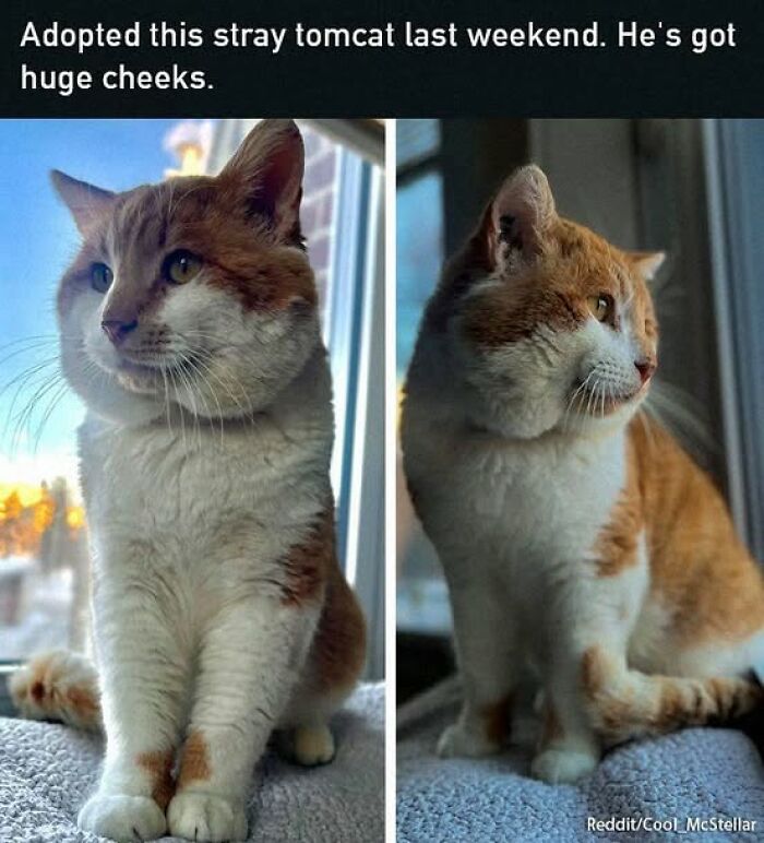139 Adorable And Wholesome Cat Pics And Stories
