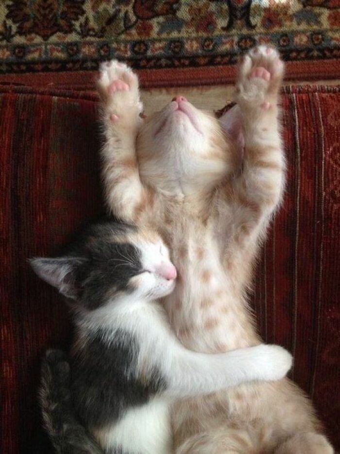 139 Adorable And Wholesome Cat Pics And Stories