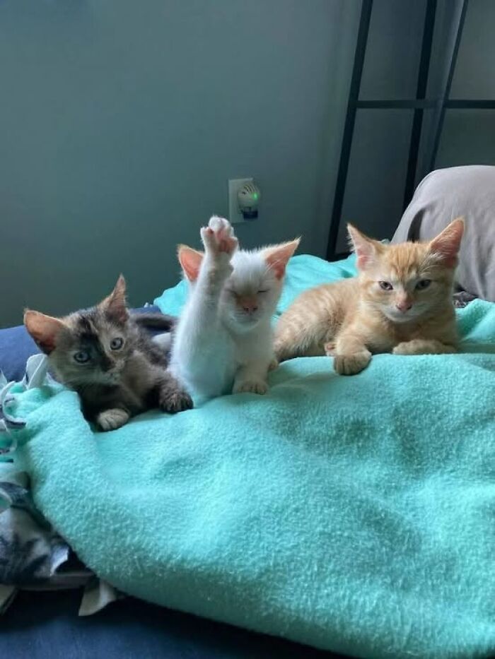 139 Adorable And Wholesome Cat Pics And Stories