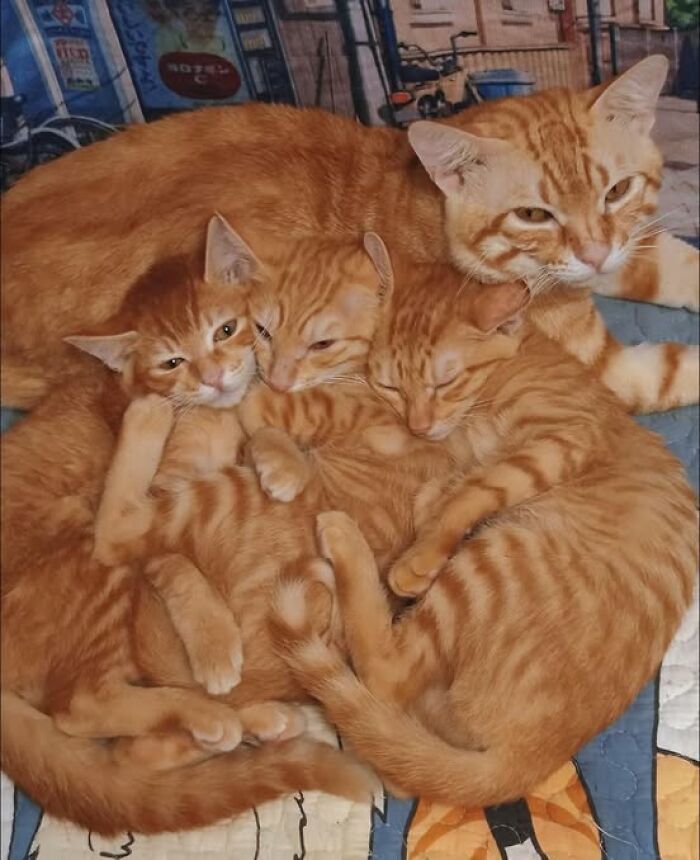 139 Adorable And Wholesome Cat Pics And Stories