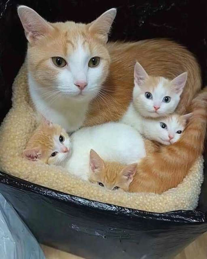 139 Adorable And Wholesome Cat Pics And Stories