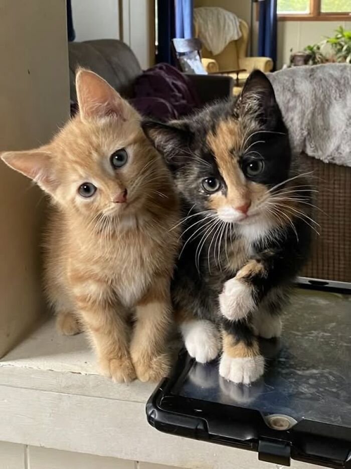 139 Adorable And Wholesome Cat Pics And Stories