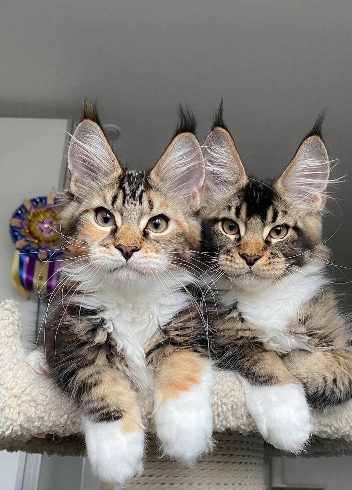 139 Adorable And Wholesome Cat Pics And Stories