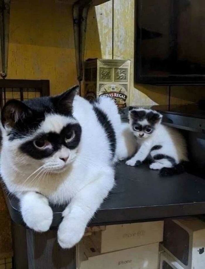 139 Adorable And Wholesome Cat Pics And Stories
