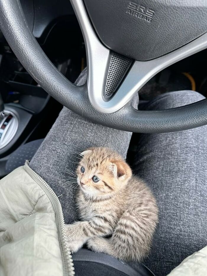 139 Adorable And Wholesome Cat Pics And Stories
