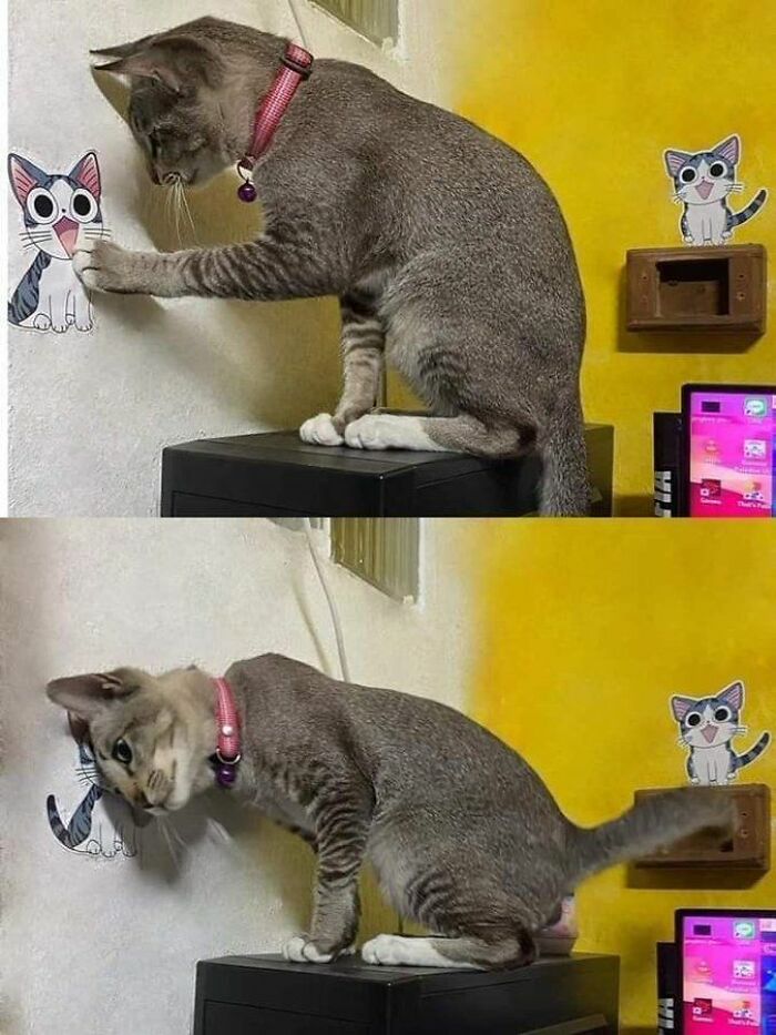 139 Adorable And Wholesome Cat Pics And Stories