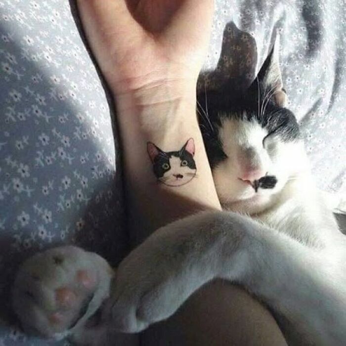 139 Adorable And Wholesome Cat Pics And Stories