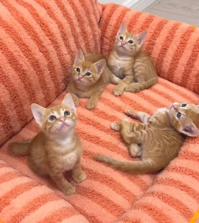 139 Adorable And Wholesome Cat Pics And Stories