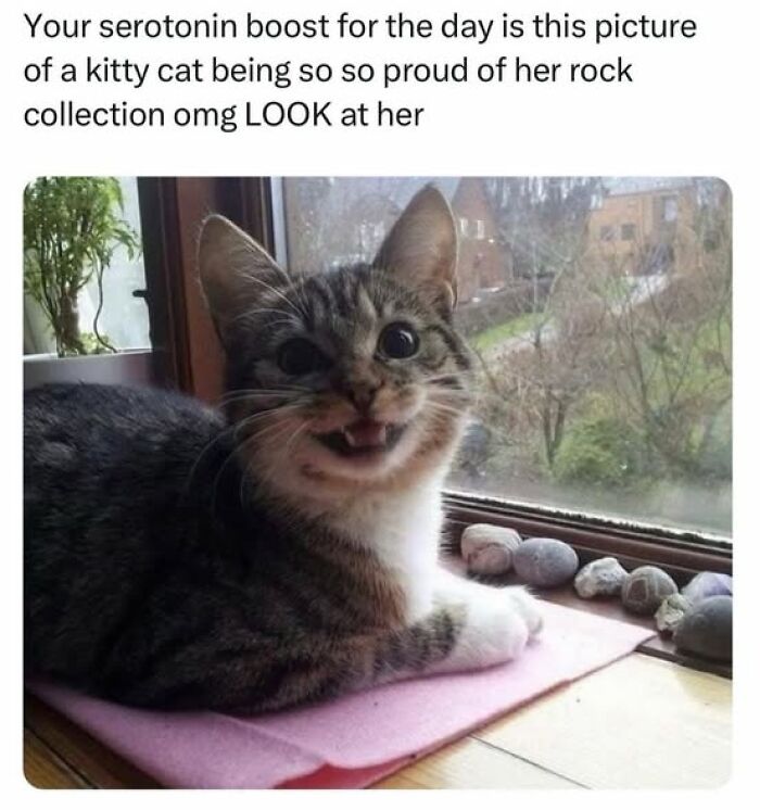139 Adorable And Wholesome Cat Pics And Stories