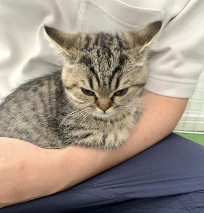 139 Adorable And Wholesome Cat Pics And Stories