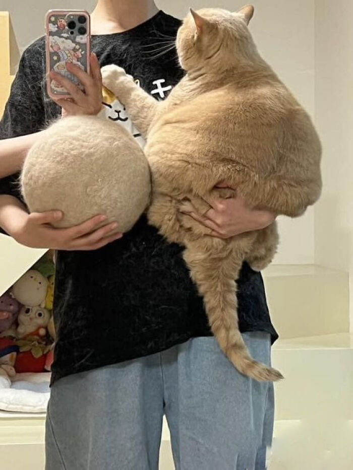 139 Adorable And Wholesome Cat Pics And Stories