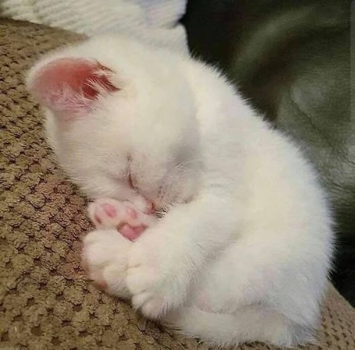 139 Adorable And Wholesome Cat Pics And Stories