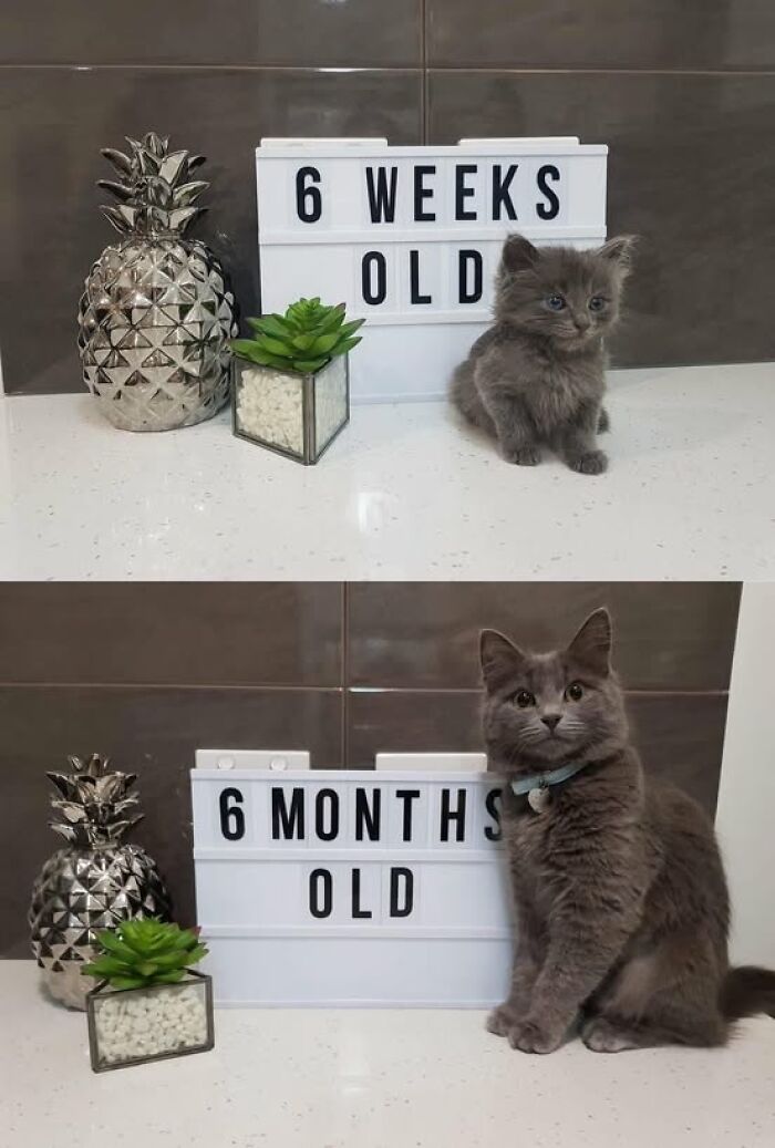 139 Adorable And Wholesome Cat Pics And Stories