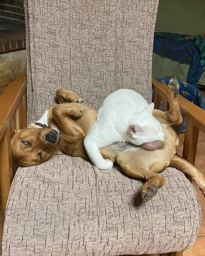 139 Adorable And Wholesome Cat Pics And Stories