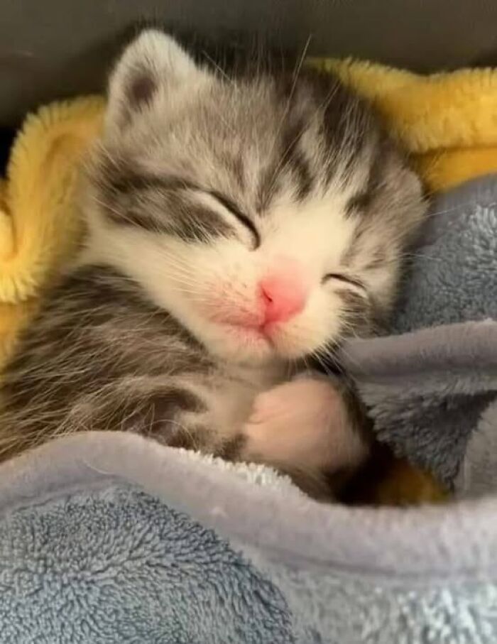 139 Adorable And Wholesome Cat Pics And Stories